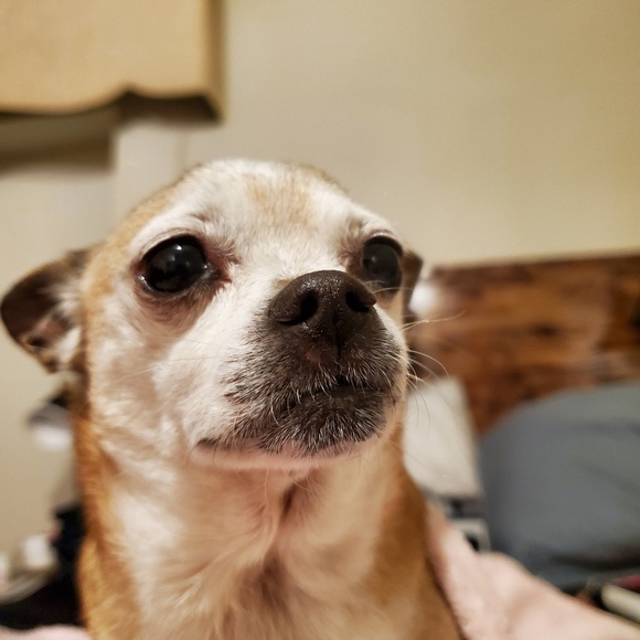 Meet your Posher, Chrissy - Picture 1 of 1